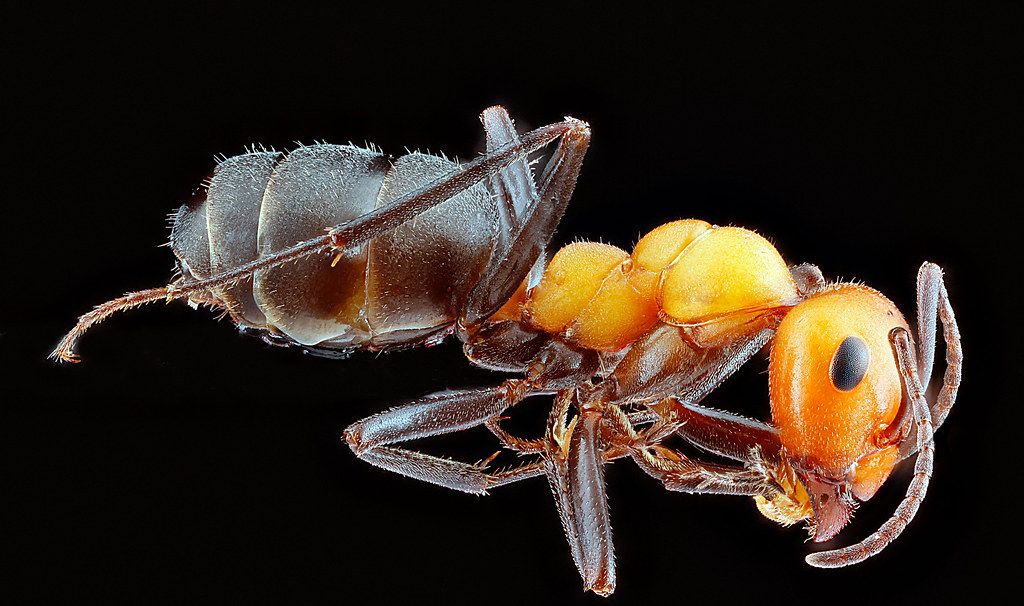 Ant Control service in Yuma, AZ