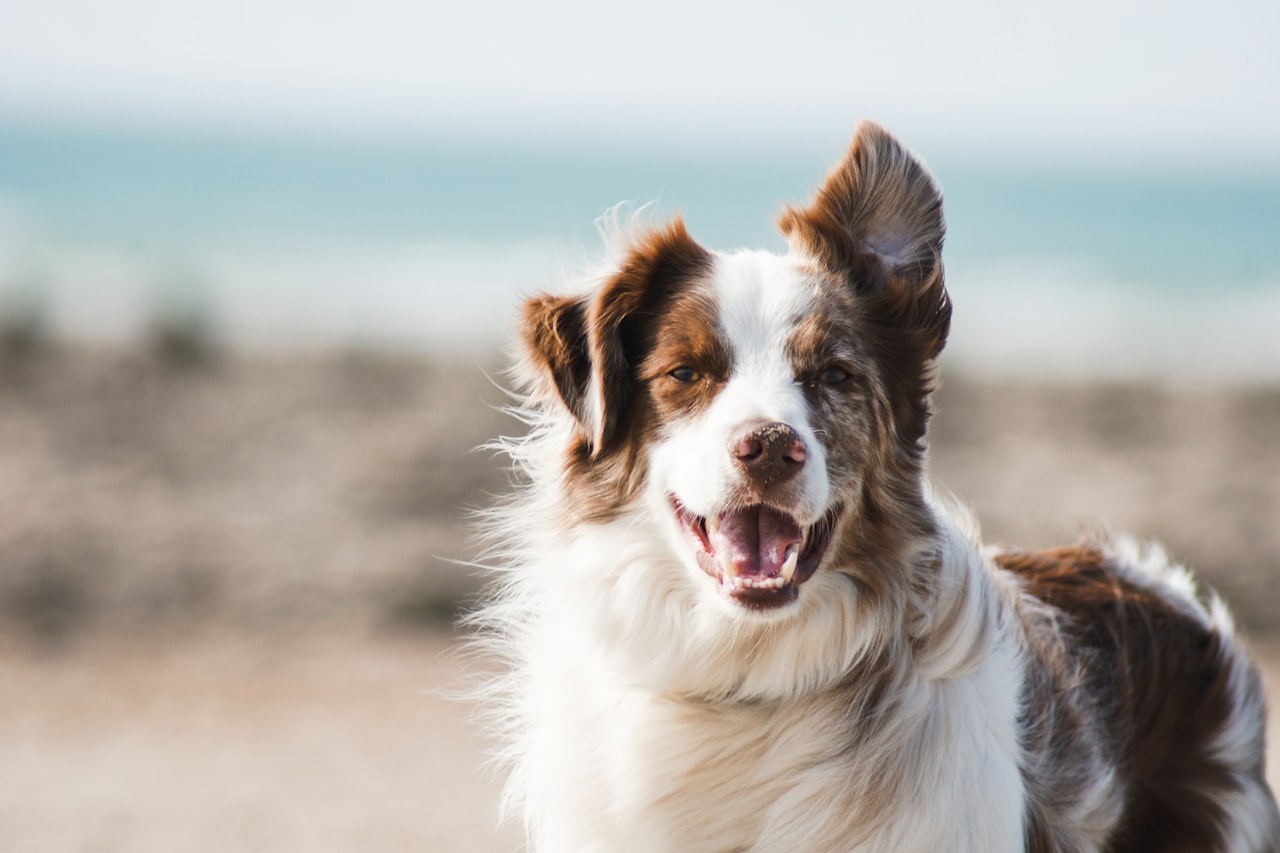 Flea & Tick Control service in Yuma, AZ