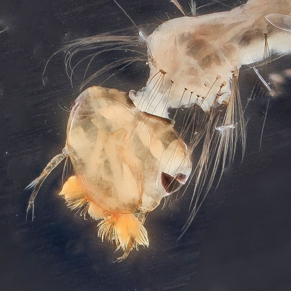 Mosquito Control service in Yuma, AZ