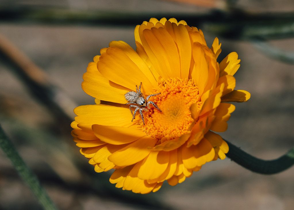 Spider Control service in Yuma, AZ